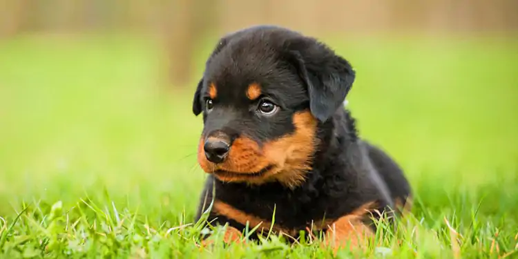 Rottweiler Köpek Eğitimi Nasıl Veriliyor?