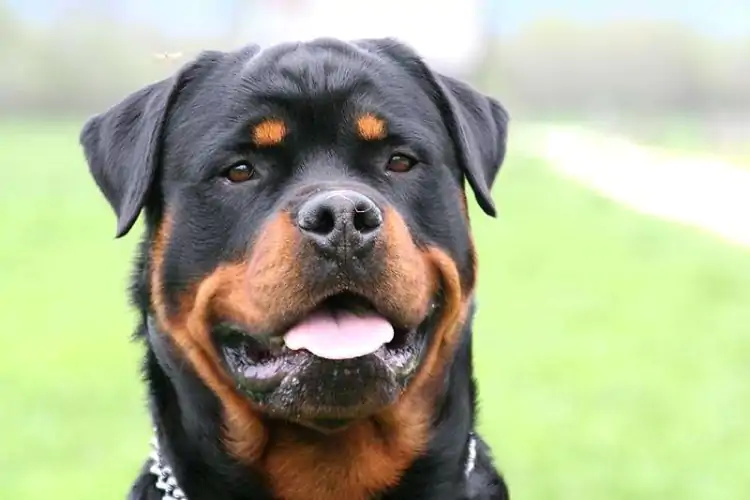 Rottweiler Köpek Eğitimi Nasıl Veriliyor?