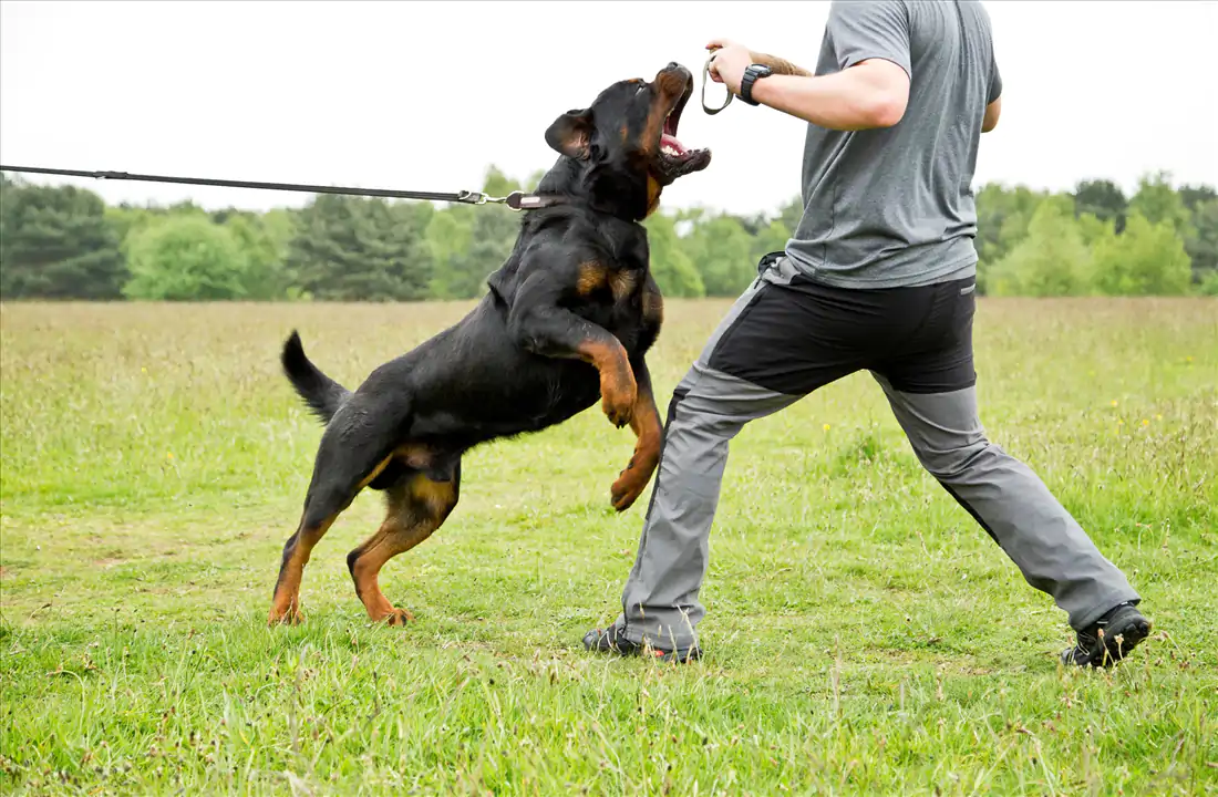 Rottweiler Koruma Eğitimi Nasıl Verilir