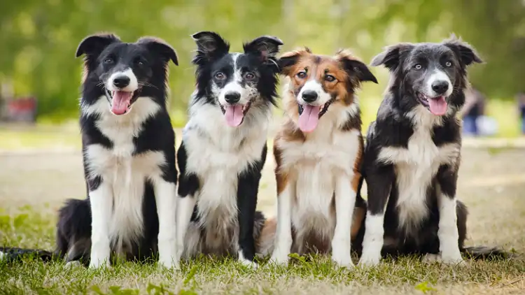 Sancaktepe Köpek Eğitim ve Üretim Merkezi