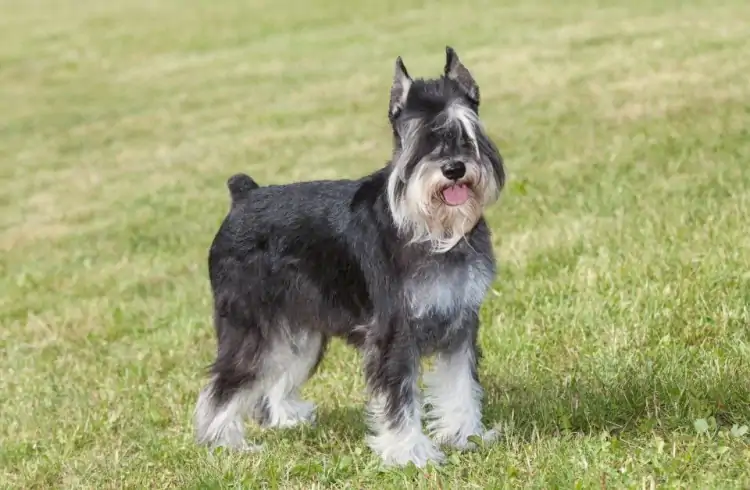 Schnauzer Köpek Eğitimi Nasıl Olması Gerekiyor?