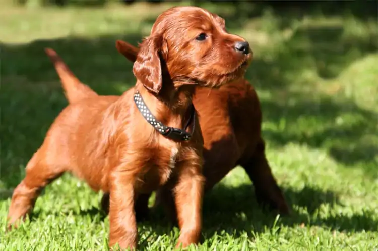 Setter Köpek Eğitimi Nasıl Veriliyor?