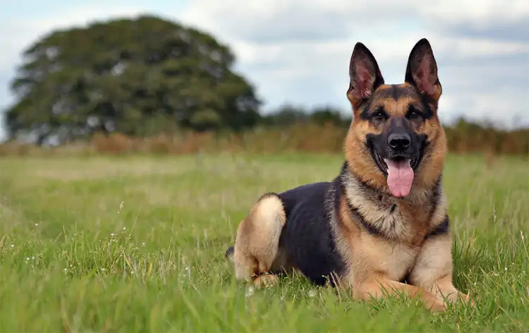 Şişli Köpek Oteli ve Köpek Eğitim Merkezi