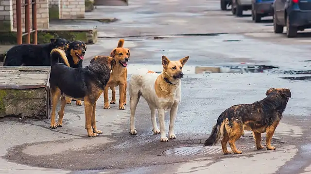 Sokak Köpeği Eğitim Merkezi