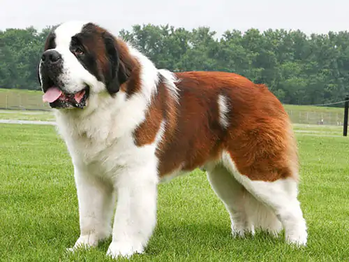 St Bernard Köpek Eğitimi Nasıl Veriliyor?