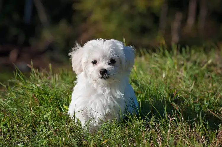 Terrier Köpek Eğitimi Nasıl Olması Gerekiyor?