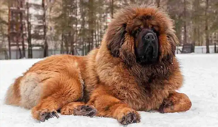 Tibetan Mastiff Köpek Eğitimi 