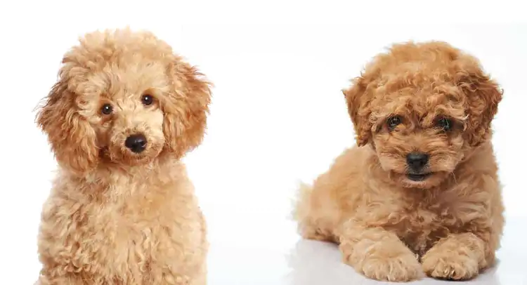 Toy Poodle Köpek Eğitimi Nasıl Veriliyor?