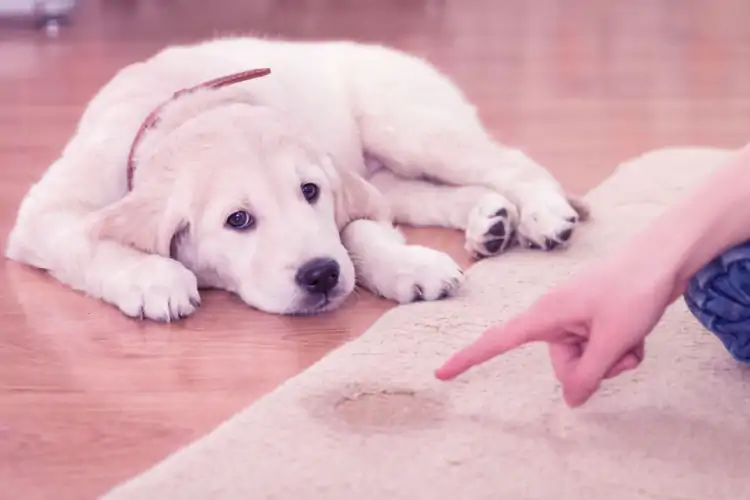 Tuzla Köpek Eğitim ve Köpek Pansiyonu