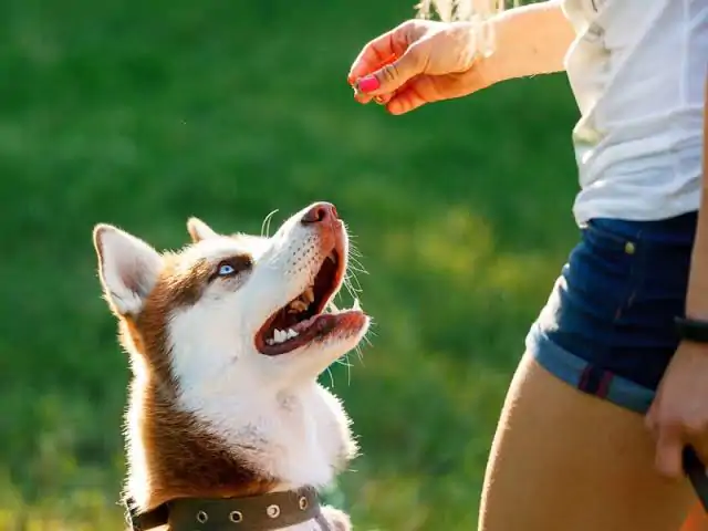 Yetişkin Köpek Temel İtaat Eğitimi