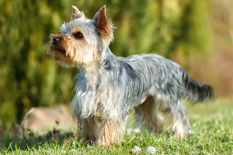 Yorkshire Terrier Köpek Eğitimi Süreci