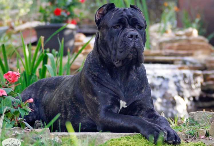 cane corso egitim