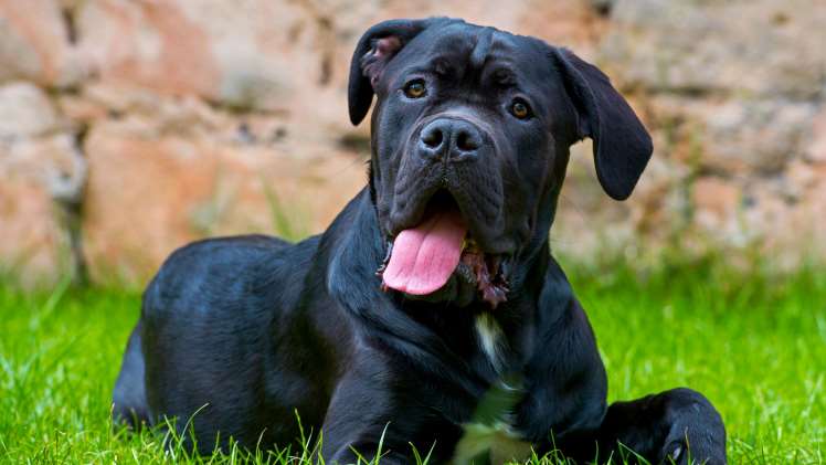 hauseofistanbul cane corso