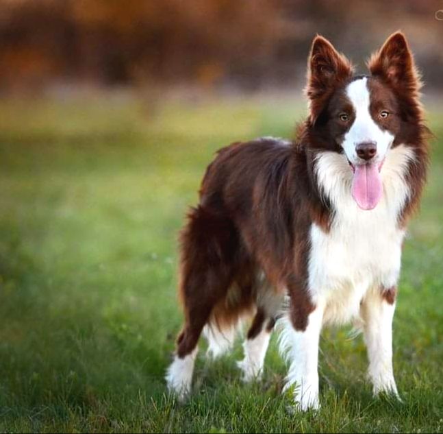 Border Collie