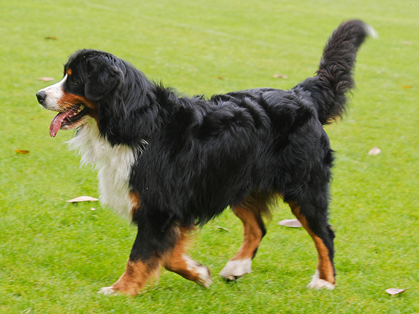 Bernese dağ köpeği