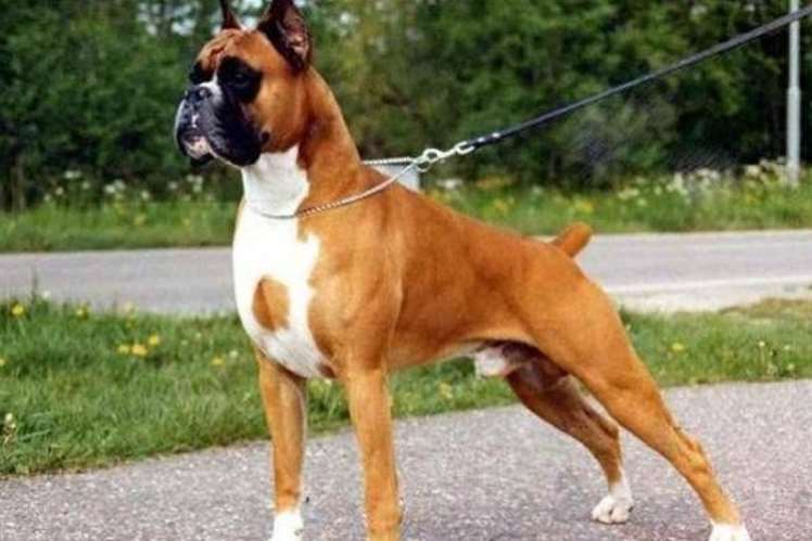 Boxer köpek