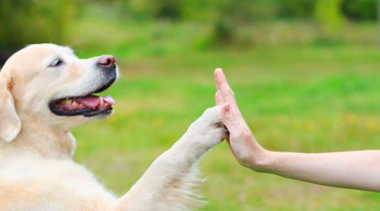 kÃ¶pek eÄ?itimi ile ilgili gÃ¶rsel sonucu