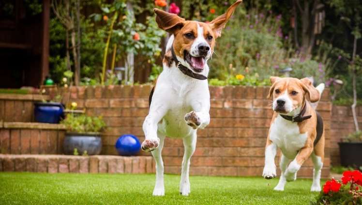 köpek oteli nasıl calısır