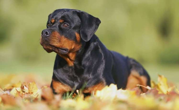 rottweiler eğitimi