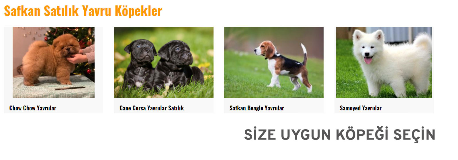  satılık yavru köpek