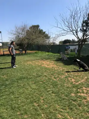 Dog Training