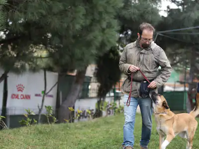 Köpek Eğitimi