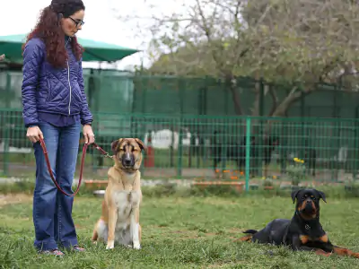 Köpek Eğitimi