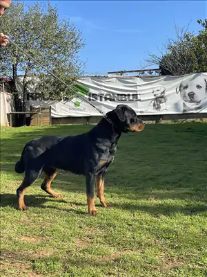 LULU HAUSE of iSTANBUL