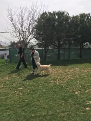 Puppy Training Program