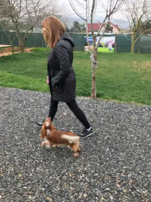 Puppy Training Program