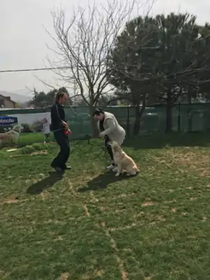 Puppy Training Program