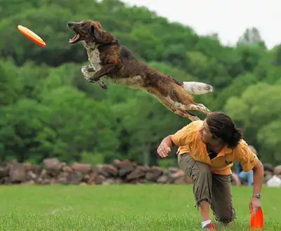 Schutzhund Eğitimi