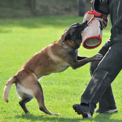 Schutzhund Eğitimi