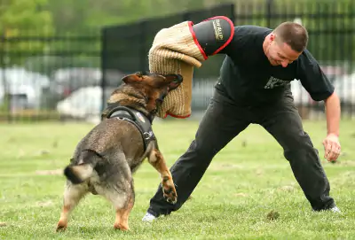 Schutzhund Eğitimi