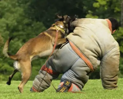 Schutzhund Eğitimi