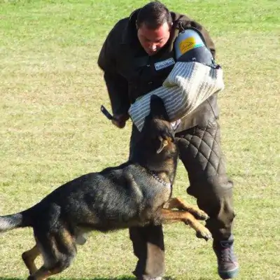 Schutzhund Training