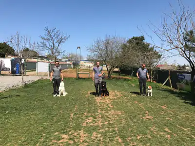 Yavru Köpek Eğitimi