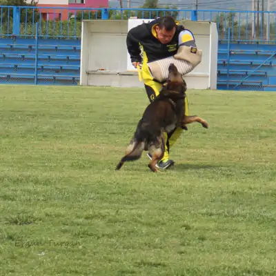 Schutzhund Eğitimi